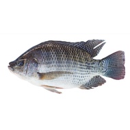 FISH - 900g - 1100g Ikan Tilapia Hitam / Black Tilapia ( tidak dibekukan )