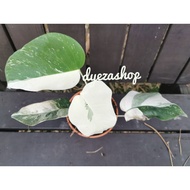 [READY STOCK] Monstera Albo Borsigiana Variegated