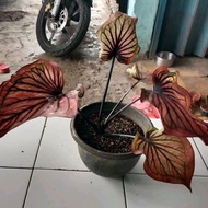 tanaman hias Pohon keladi caladium Thailand series