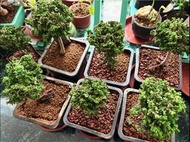 日本石化檜突襲🌳歡迎查詢$400