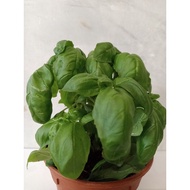 Sweet Basil 罗勒 九层塔 - Pokok Herba | Ocimum basilicum | Basil Plant | Live Herb Plant