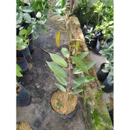 Anak pokok durian ioi hybrid / musang king / duri hitam