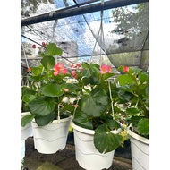 Begonia Cucullata / Hanging Pot/Indoor Plant