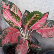 aglaonema kochin