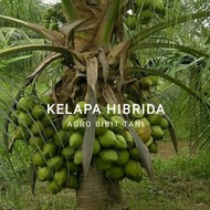 ready Bibit Tanaman Kelapa Hijau Hibrida-Pohon Kelapa Hibrida-Bibit