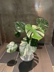 灑金龜 龜背芋 龜背竹 室內植物 天南星科 觀葉植物 綠植 綠化 風水 淨化空氣 indoor plant Monstera