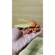 HHJ70 markings (figure)