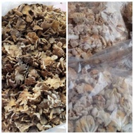 Cedawan kukur / kulat sisir kering