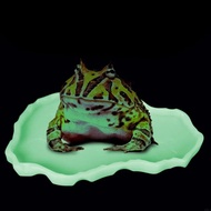 2025 Mangkuk Baharu Hidangan Air Plastik Cetek Hiasan Akuarium Terarium