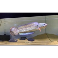 lkan channa barca baby 3-6cm // channa barca // hiasan aquarium