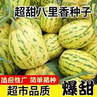 Bali Sweet Melon Seed Daquan Melon Seed Daquan Melon Seed Daquan