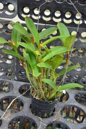 C. skinneri . coerulensis "Orchidglade" 3.5"盆(3684)