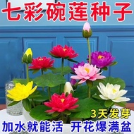 【遇水开花】碗莲种子四季种植水培植物室内绿植睡莲荷花无土水培