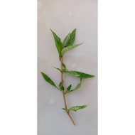 Aquarium Fish Shrimp Plant Staurogyne Bihar (Aquascape/Aquarium/Paludarium/Plant) 5 stem/batang