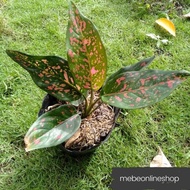 ✶۩♟Aglaonema Varieties 1 Uprooted Live Plants (LUZON ONLY)