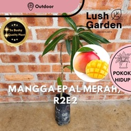 Anak Pokok Mangga Epal Merah / Mangga R2E2 / Mango Anak Pokok Hidup Buah Fruit Tree Outdoor Live Pla