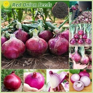 เมล็ดพันธุ์ หัวหอม คุณภาพดี ราคาถูก ของแท้ 100% บรรจุ 150 เมล็ด Red Onion Seeds Vegetable Seeds for Planting เมล็ดพันธุ์ผัก ผักสวนครัว ต้นไม้มงคล บอนไซ บอนสี ผักออร์แกนิก พันธุ์ผัก เมล็ดผัก เมล็ดพันธุ์พืช ปลูกง่าย ปลูกได้ตลอดปี การเก็บเกี่ยวที่รวดเร็ว