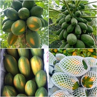 50 เมล็ด มะละกอ ผลไม้ Papaya Seeds สายพันธุ์ มะละกอพันธุ์เรดเลดี้