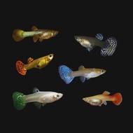 Assorted Female Guppies/Ornamental fish/Freshwater/Readystock