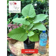 Pokok Tin IRAQI - Big size jumbo Offer tin figs figs - stock pokok besar dan berbatang besar