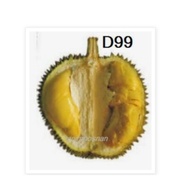 Anak pokok Durian D99 kop kecil