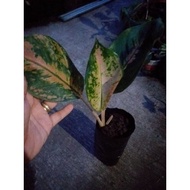 TAKE ALL 4+1 Gift!!! Diff Aglaonema Variety and Calathea Peacock Live Fully Rooted Actual Plants