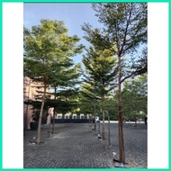 ◭  ∇ AFRICAN TALISAY (10 SEEDS) BUY 2 GET 1 FREE