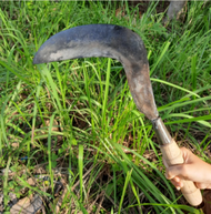 Arit Rumput Bahan Per Baja Asli Super Tajam - Arit Suket Gajahan - Arit Madura Padi Sawah
