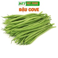 Dwarf Cove Bean Seeds Grow Healthy, Grow All Year Round - h2t farm