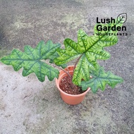 (4 leaf) Alocasia Jacklyn Sulawesi /  杰克琳海芋 120mm Pot Rare Indoor Live Plant Pokok Hiasan Pokok Viral [Lush Garden]