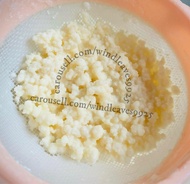 小種Kefir grains 克菲爾母菌 奶克bb 天山雪蓮 酸奶菌種 Yogurt