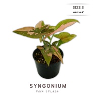 เงินไหลมาด่างชมพู Syngonium Pink Splash กระถาง 4 นิ้ว