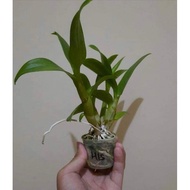 anggrek dendrobium