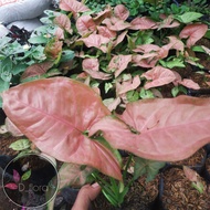 PROMO Singonium Pink - Tanaman Hias Singonium Pink bisa cod