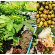 Hog Plum plant,มะกอกป่า (Ma-Kok-Pa),ต้นมะกอกส้มตำ มะกอกป่า มะกอกใส่น้ำพริก, Hog plum,Spondias pinnat