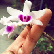 Xả hết........ BẢNG LAN PHI ĐIÊP 5CT ÁM PHÚ THỌ - HÀNG VAR HOA CỰC THƠM CỰC HIẾM HÀNG GIEO HẠT