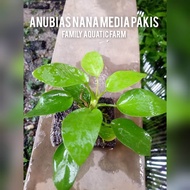 Anubias golden nana - tanaman aquascape anubias - tanaman hias untuk aquarium