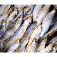 IKAN KEDERA / BELANAK fresh