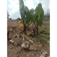 KELADI TELINGA GAJAH BATANG HITAM MATANG
