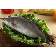 【全國漁會】金目鱸魚500g(3入)
