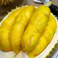 Durian musang king utuh fresh / durian enak malaysia