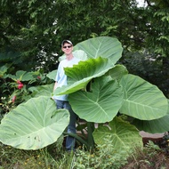 keladi raksasa colocasia gigantea / thailand giant