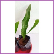 ۩ ☌ ❀ Queen of the Night (Live Plant)