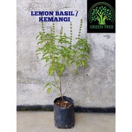Pokok Kemangi(Lemon Basil)/Selasih (Thai Basil) (2 feet)