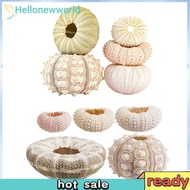 Coquillage Sea Urchin Natural Shell Conch Mediterranean Aquarium Bonsai Seashell