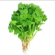 Benih Sayur Vegetable Seed Ketumbar Coriander Seeds Cilantro Seed Vege 200pcs Biji