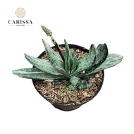 Kaktus Sekulen Bunga hidup Gasteria Sakura Fuji Variegata white