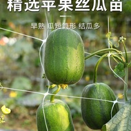 Loofah Seeds Vegetable Melon Seeds Potted Seeds Household Vegetable Planting Sowing Vegetable Seeds 