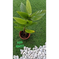 READY STOCK BEGONIA ASAM BATU ® POKOK ASAM BATU/BEGONIA REAL PLANT ~ INDOOR PLANT ~OUTDOOR PLANT