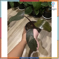 philodendron pink princess ยอดขายดีอันดับหนึ่ง